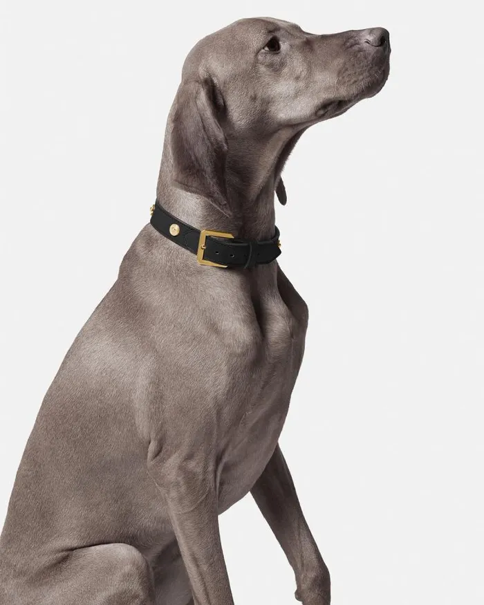 Icon Large Pet Collar Black Home and Lifestyle Versace Pet Accessories
